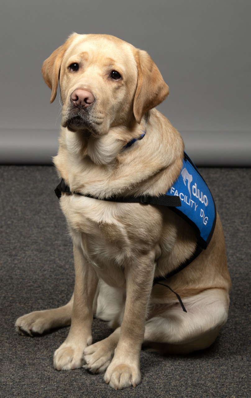 Woody the Facility Dog, sitting up wearing a facility dog vest